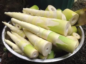 măng sặt yên bái
